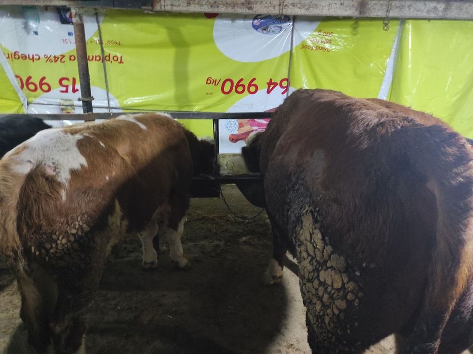 Qurbonlik ucun mol va qoylar