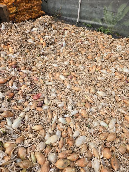 Ceapa de apa galbena si alba