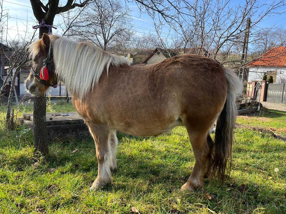 Vând poneiță      .
