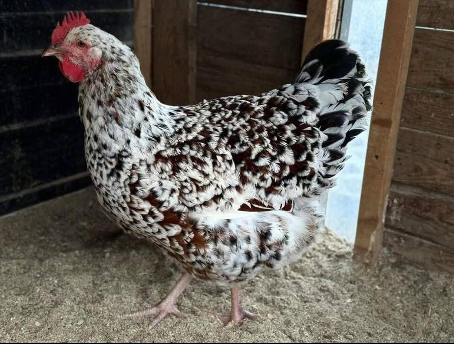 Яйца от Ливенска Пъстра кокошка