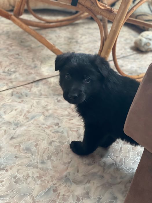 Собака Немецкая овчарка