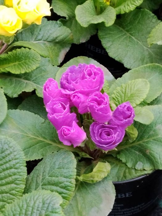 Flori de primavara, direct de la producator - Matca