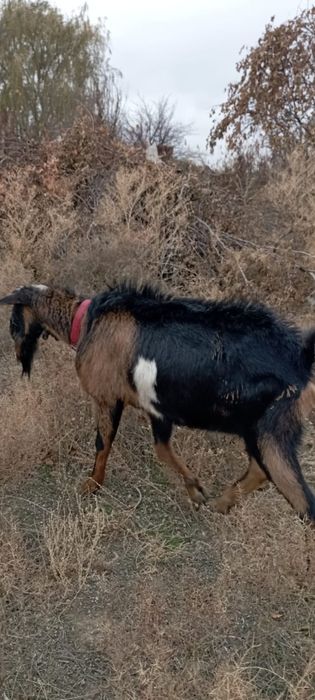 Продается козлик.