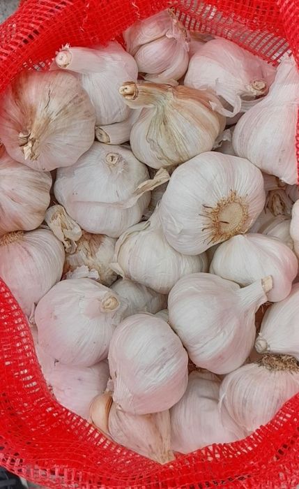 Vând usturoi de pus în pământ