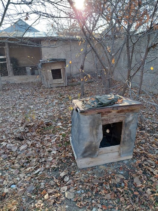 Сабачи домик бальшои