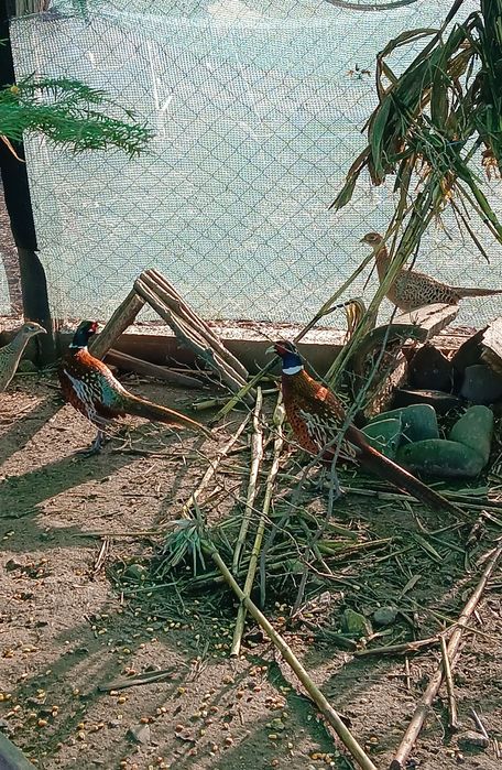 Vând 2 masculi de fazan comun