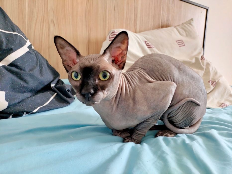 Вязка сфинкс 1,7года