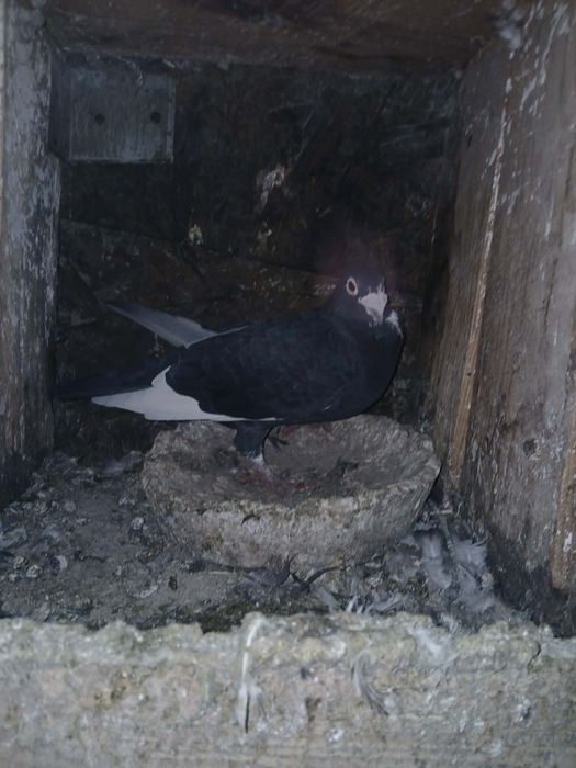 Vand porumbei diferite rase