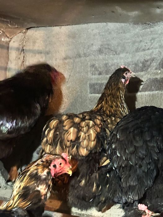 Яйцо икубационное