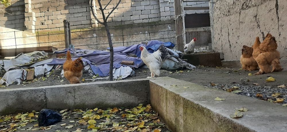 Гигант брамалар сотилади