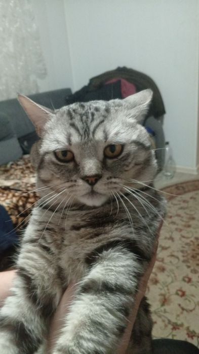 Вязка кота британец