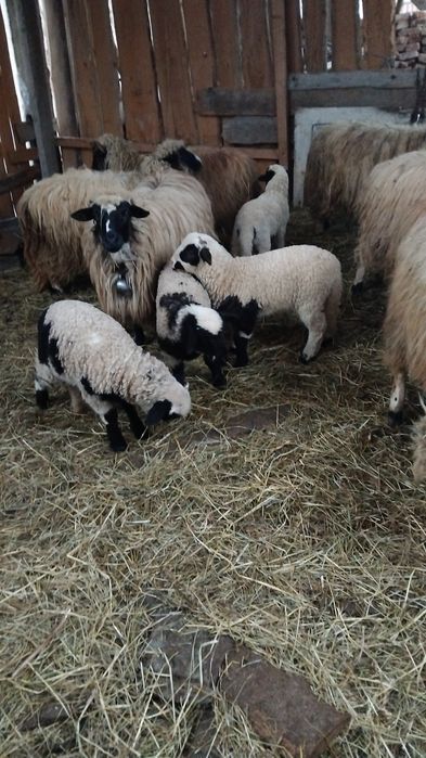 Oi cu miei bune de lapte