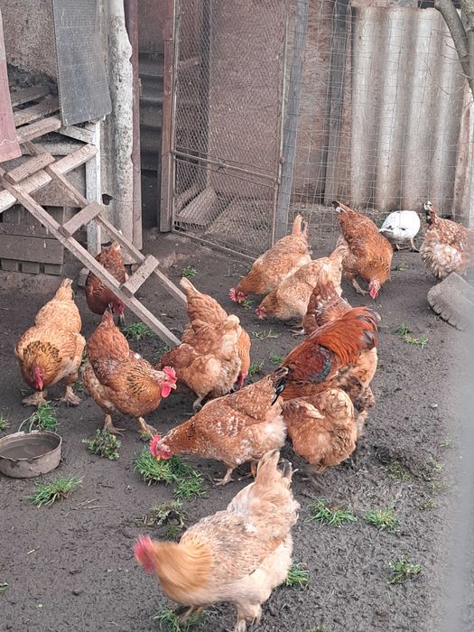 Vând ouă de la găini crescute in curte