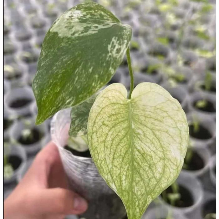 Добре вкоренена "Monstera Mint"