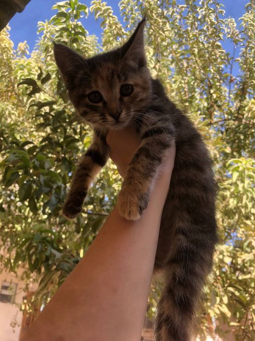 Hadiyaga mushuk beriladi