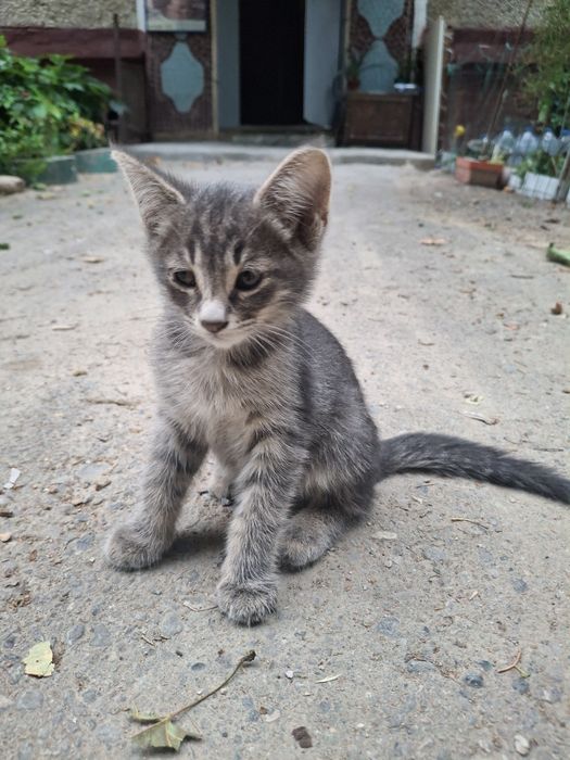 Продаю котят/кошек/котов в  городе Ташкент  одаю в хорошие руки не дор