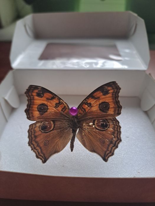 Настоящая бабочка.