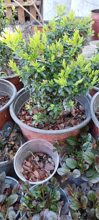 Гейхеры, Хосты, Самшит, Барбарис, Туи и др.