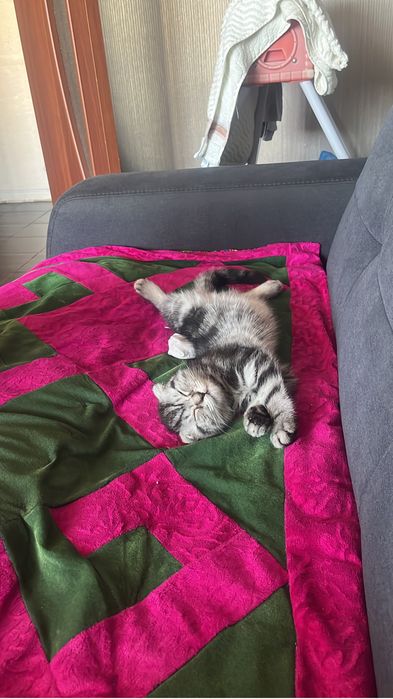 Котенок шотландец
