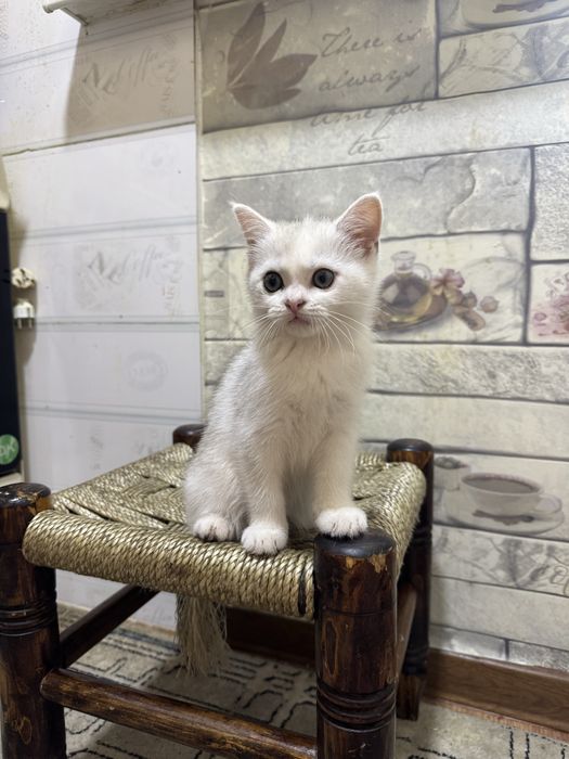 Scottish shinshilla seribristiy 3 oylik qiz mushik