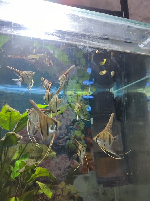 Скалярии манакапуру