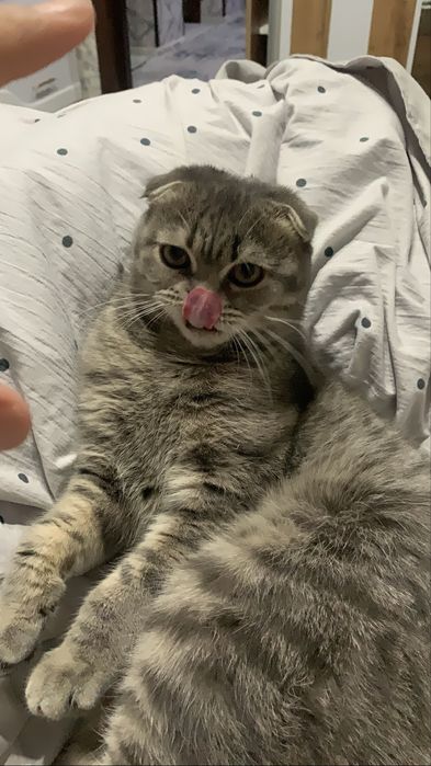 Вязка ( не продается) кушишга