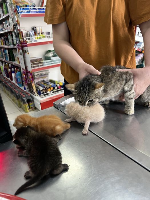 Котята бесплатно отдам срочно!!!