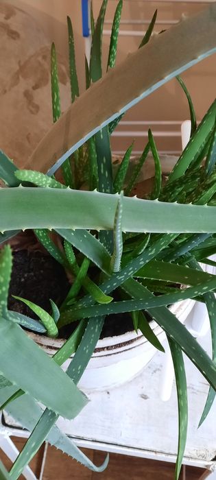 Продам Алоэ вера 10лет