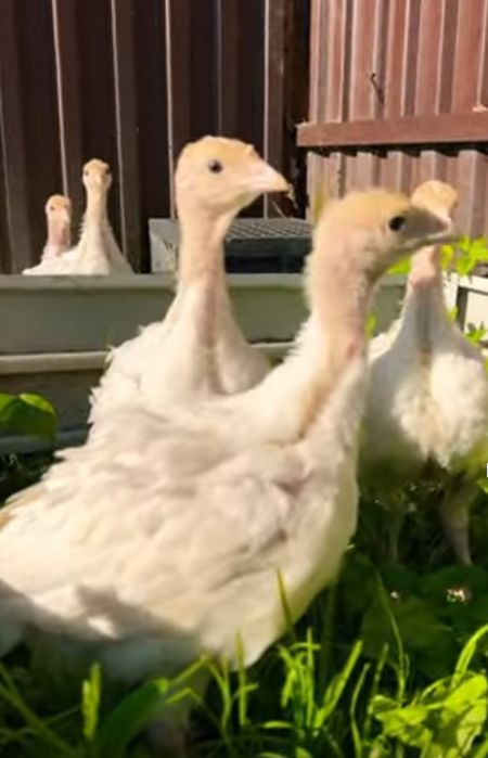 Индюшата Бронза Рубин БС