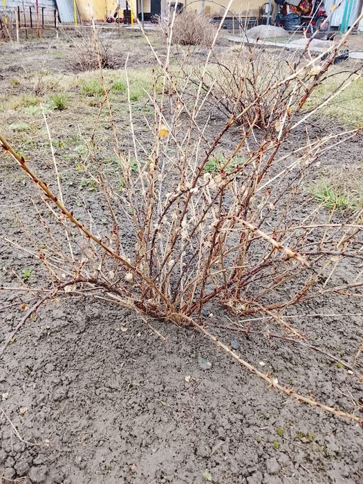 Продам крыжовник рассада