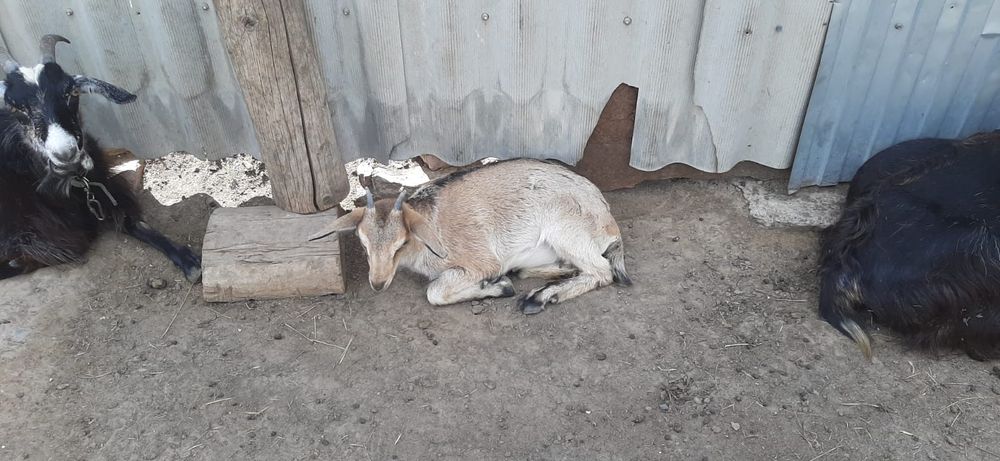 Продам молочных коз.