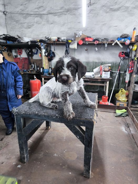 Продам щенят Дойч дредхар