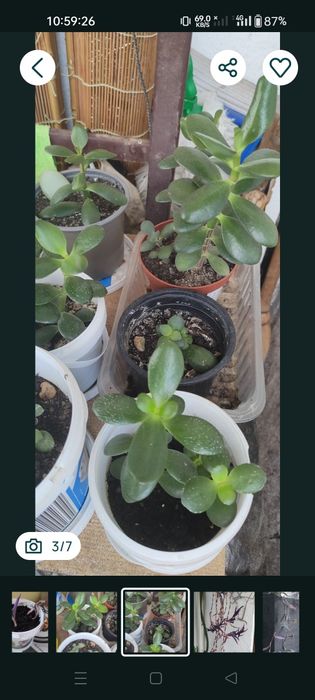 Vând diferite plante apartament