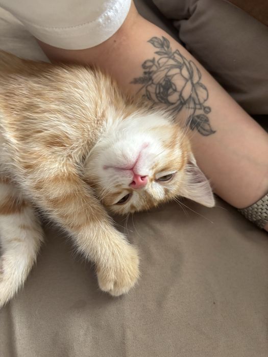 Отдадим котенка в хорошие руки