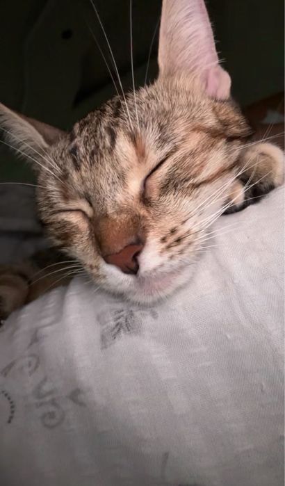 Търси се любящ дом за гальовна котка Зевс