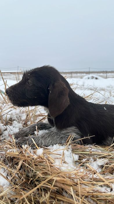Дратхар сатылады