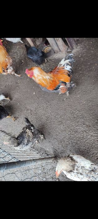 Vând: COCOȘ de anul acesta