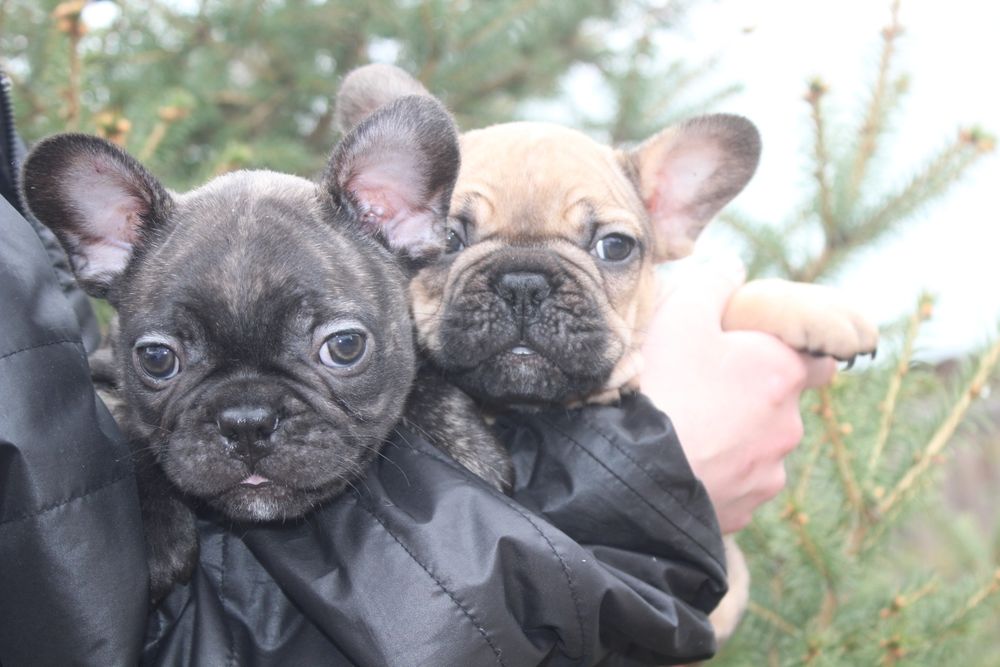 Французкие бульдоги мальчишки!