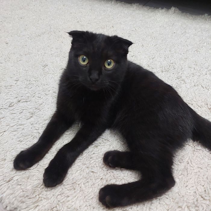 Отдам котика вислоухий шотти, в хорошие руки, ему 5 месяцев