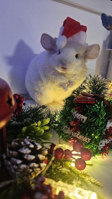 Vand Chinchilla albă