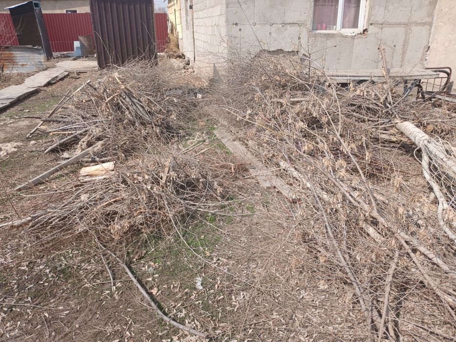 Дрова, отын шабылған теректер