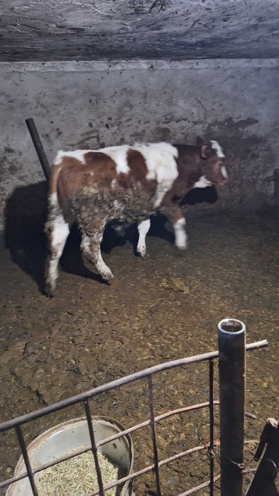 Vand 3 taurasi baltata romaneasca