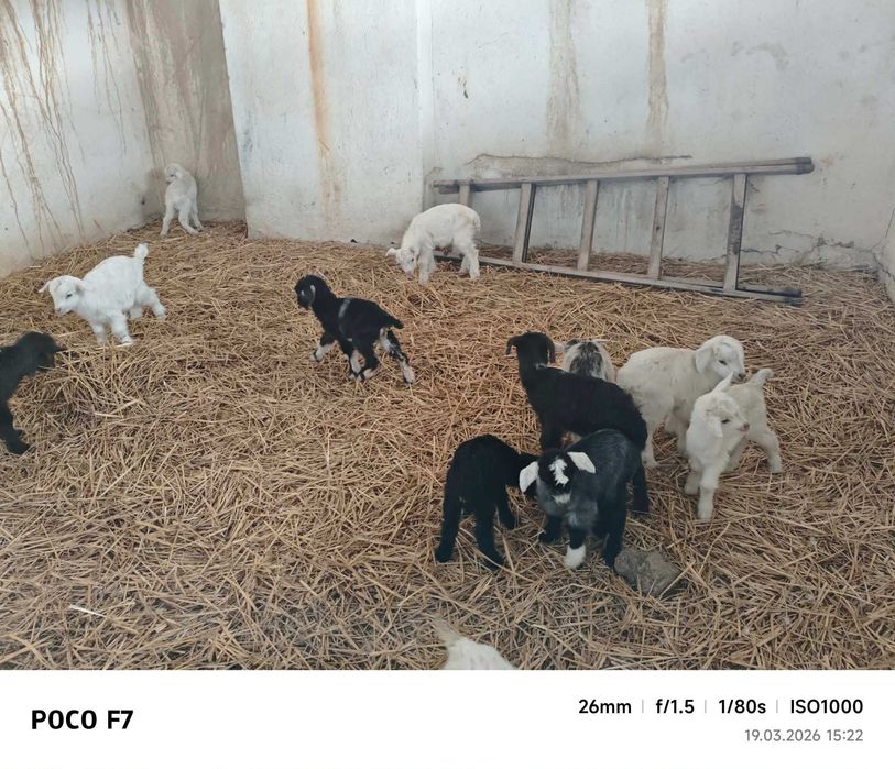 10 евро за брой ярета на няколко дни сукалчета