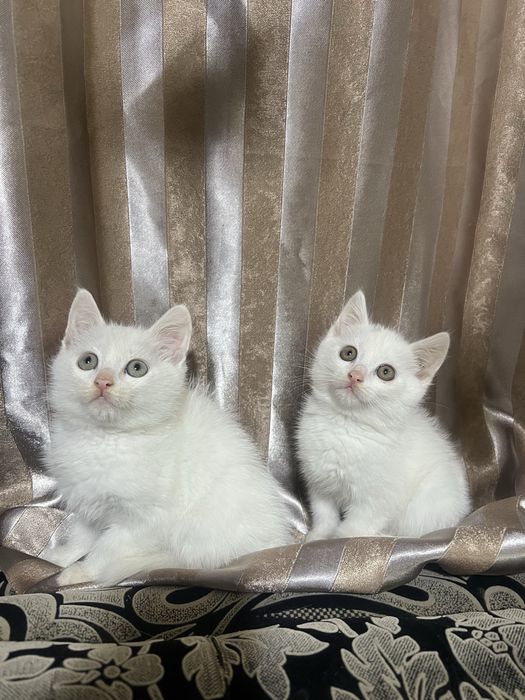 Котята турецкой ангоры