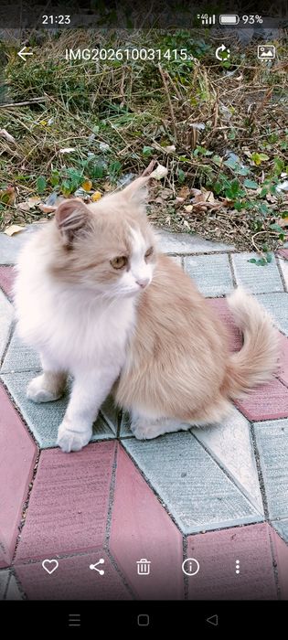 Отдадим кошку красивую.