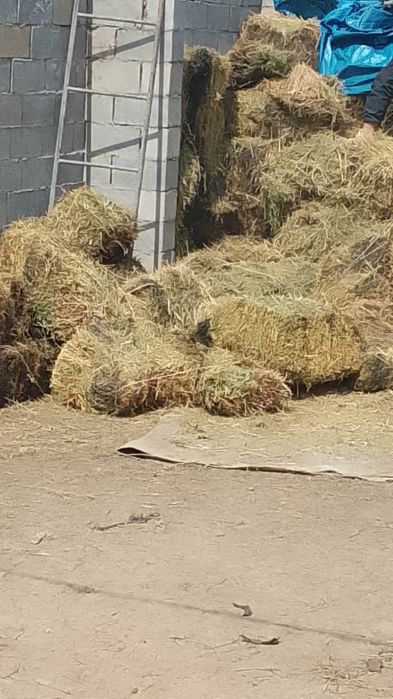 Жоңышқа сатылады тегін