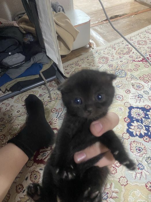 Шиншилова Веслоухи