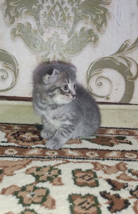 Мушукча сотилади