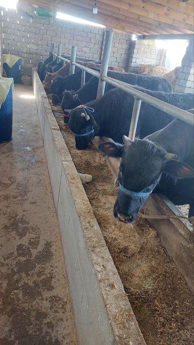 Букалар сотилади. Buqalar sotiladi. Тиш бузвоти