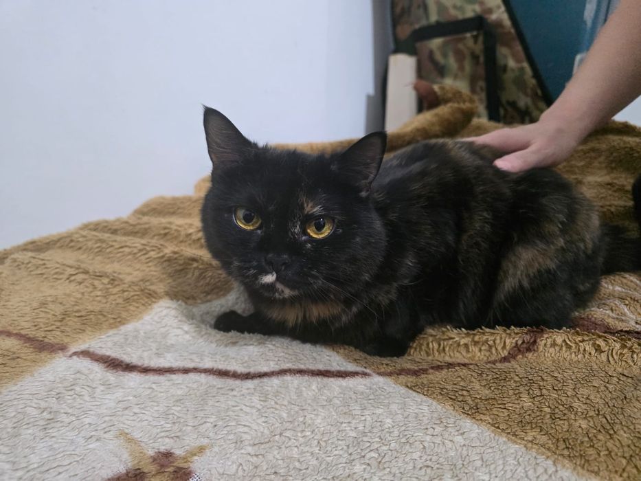 Отдам кошку в добрые руки